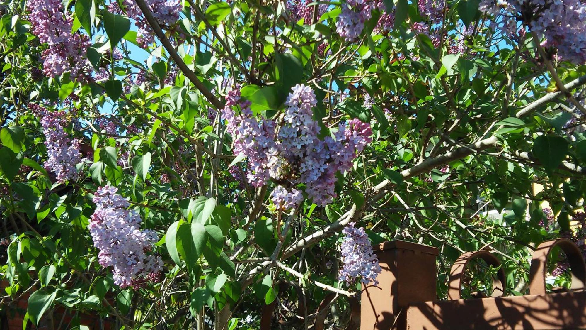 B&B La Magnolia Sulmona Kültér fotó